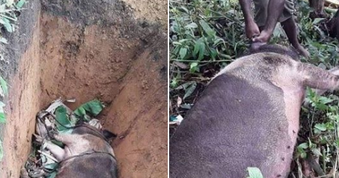 PNG men sick after eating dead pig