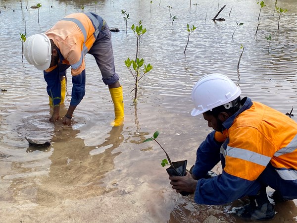 Simberi Mine commits to replanting mangroves