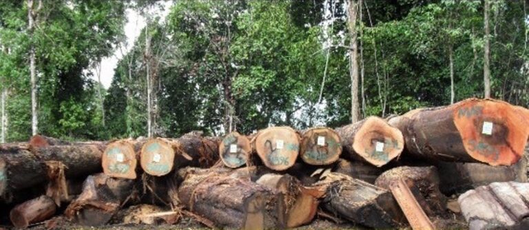 Ban tax evading logging companies, says NGO