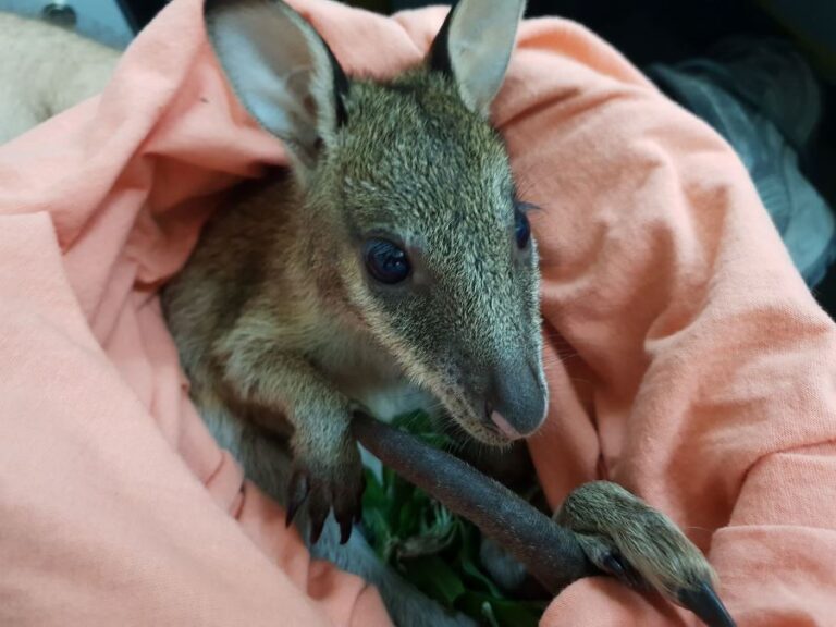 “Zoey” the orphaned joey finds a home