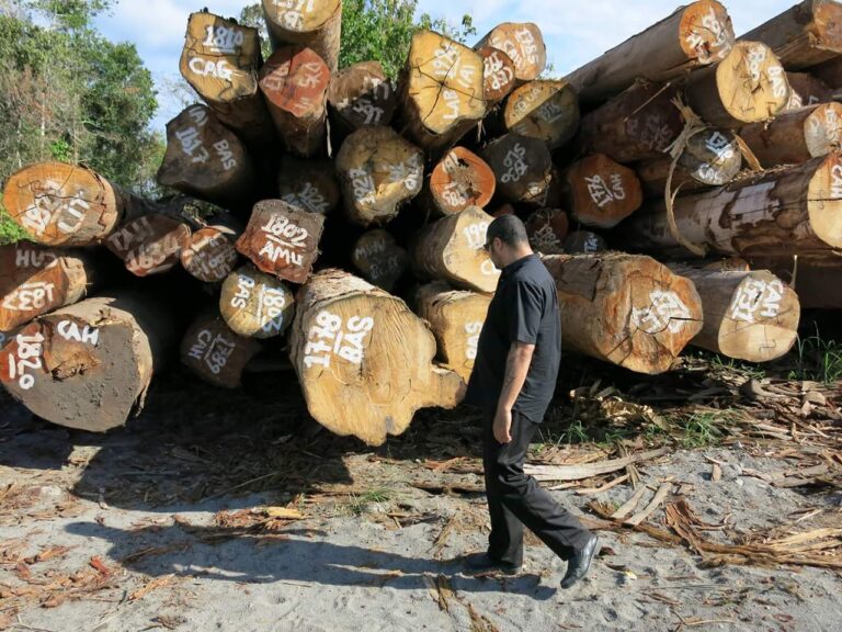 CEPA suspends logging licenses for two companies in Oro