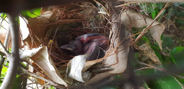 Breeding of Raggiana Bird of Paradise a success after 20 years