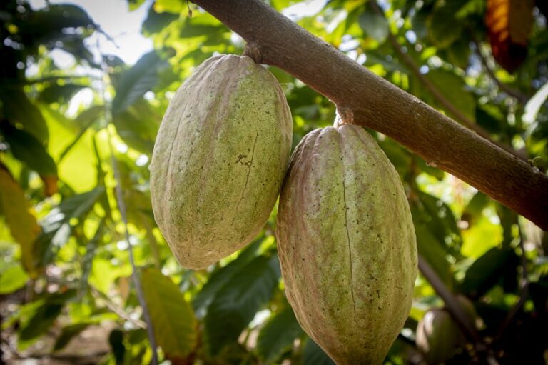 Bougainville cocoa beans rated top 50 globally