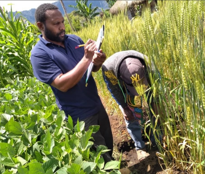 WHEAT IS AN IMPORTANT FOOD CROP IN PNG