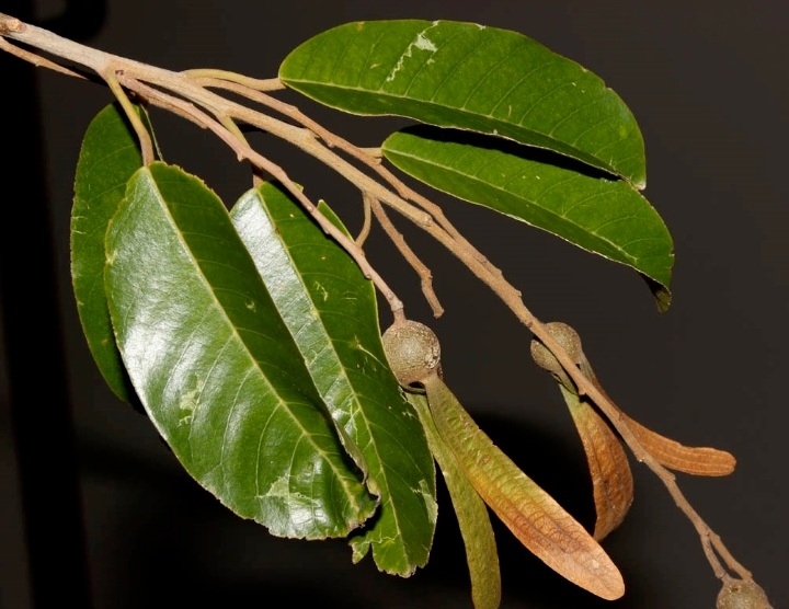 GOVT EYES CREATING AN ESSENTIAL OIL AND FINE CHEMICAL INDUSTRY