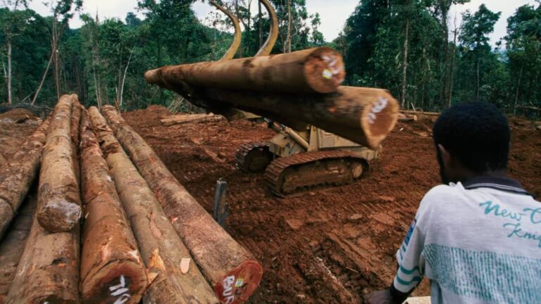 Forestry sector in spotlight over irregularities