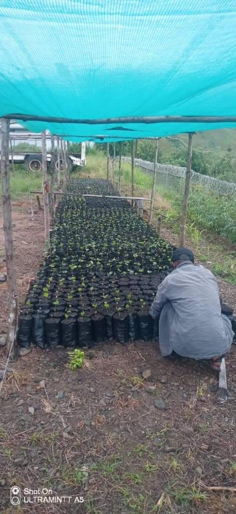 BULOLO COFFEE NURSERY
