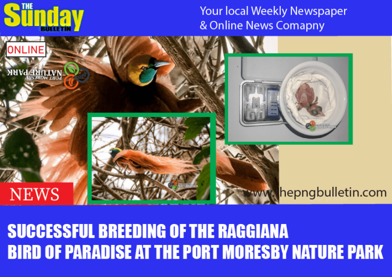 Successful Breeding of the Raggiana Bird of Paradise at the Port Moresby Nature Park