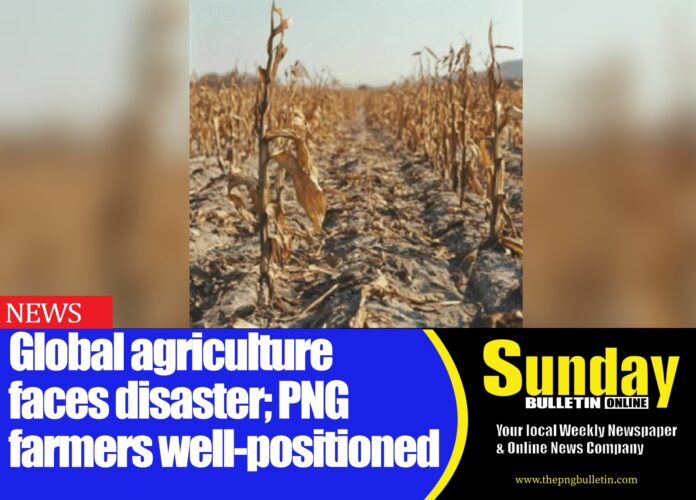 Caption: Corn farm in Africa being devasted by prolonged droughts.