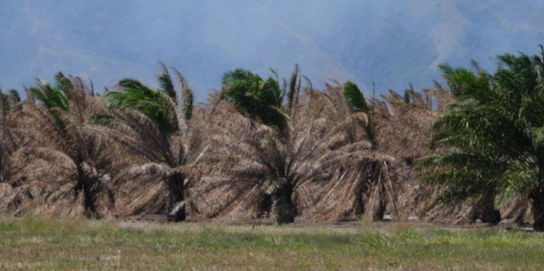 PNG braces for looming El Niño drought