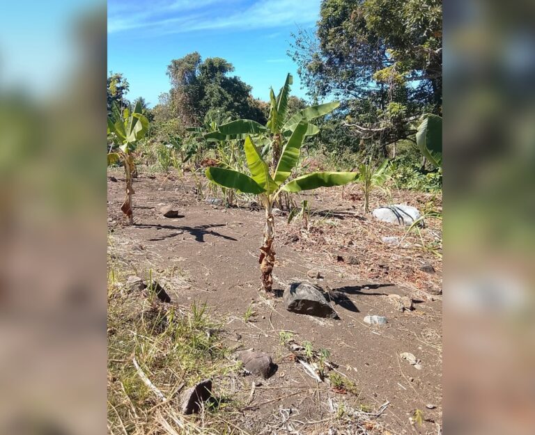 El Nino drought hits Tufi